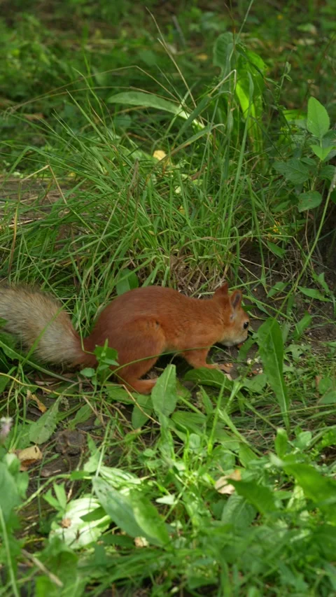 A fluffy red squirrel searching for food in green grass. Stock Footage 343264364