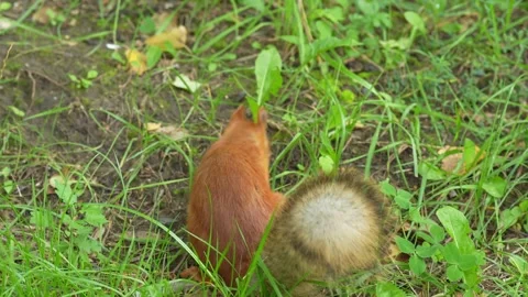 A fluffy red squirrel searching for food in green grass. Stock Footage 343264608
