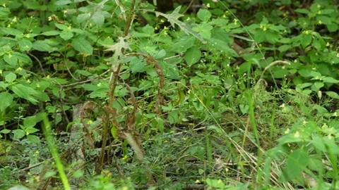 A fluffy red squirrel searching for food in green grass. Stock Footage 343264648