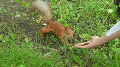 A fluffy red squirrel searching for food in green grass. Stock Footage 343264655