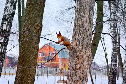 The fluffy red squirrel sits on a tree above the bird feeder. Central city pa Stock Photos