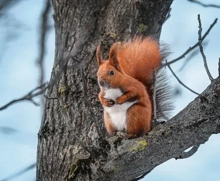 Fluffy red squirrel sitting on a tree trunk in a sunlit park. Stock Photos