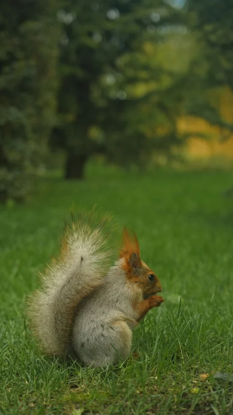 Fluffy red squirrel in sunlit meadow Stock-Footage 335950695