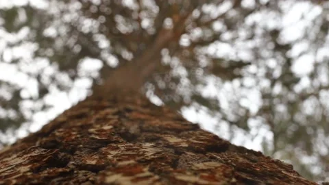 Fluffy red squirrel on a tree trunk Stock Footage 167367141