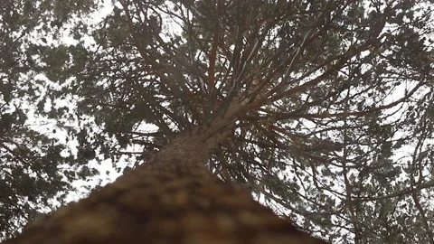 Fluffy red squirrel on a tree trunk Stock Footage 167367152