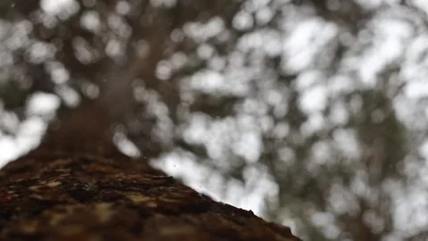 Fluffy red squirrel on a tree trunk Stock Footage 167367172