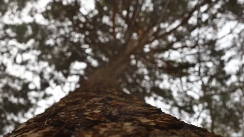 Fluffy red squirrel on a tree trunk Stock Footage 167367244