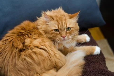 Fluffy redhead cat in blue background Stock Photos
