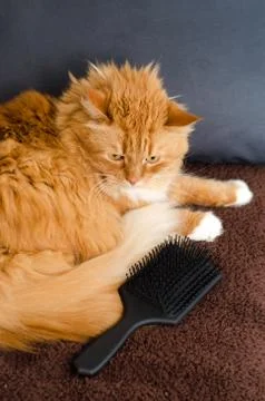 Fluffy redhead cat in blue background 写真素材