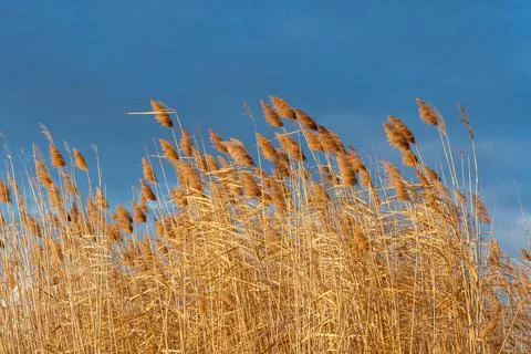 A fluffy reed grass against a blue sky Stock-Fotos