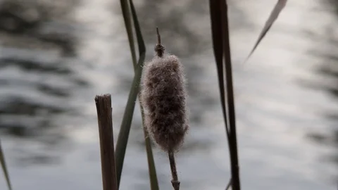 Fluffy reeds closeup. Alone in cloudy windy weather. Stock Footage 120651751
