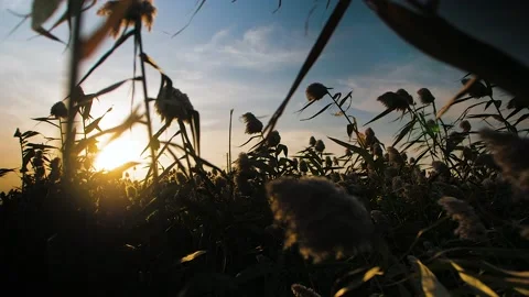 Fluffy reeds develop in the wind, sunset Stock Footage 143994611