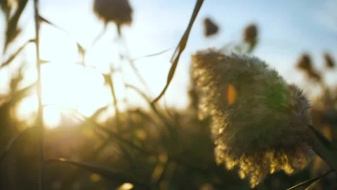 Fluffy reeds develop in the wind, sunset, close up Video stock 143994694