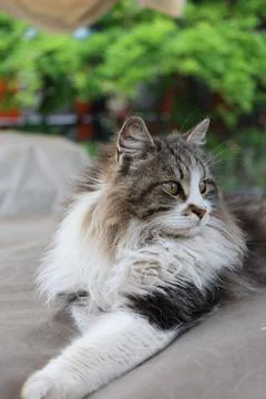 Fluffy resting cat Stock-Fotos