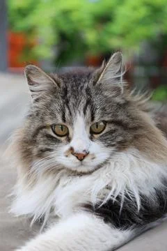 Fluffy resting cat Stock Photos
