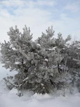 Fluffy Rime on a Coniferous Tree 写真素材