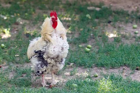 Fluffy rooster stands on grassy patch Stock Photos
