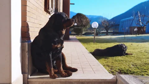 Fluffy Rottweiler dogs relaxing outdoor Stock Video Pond5