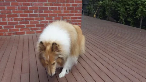 Fluffy Rough Collie dog Looking Around on Wooden Deck 스톡 동영상 324694198