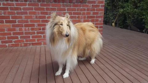 Fluffy Rough Collie Looking Around on Wooden Deck Video stock 324694187