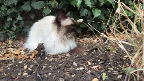 Fluffy Seal Point Cat Exploring Garden Soil Among Green Foliage Stock Footage 314115087