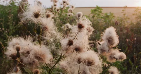 Fluffy Seed Plant Stock Footage 134500779