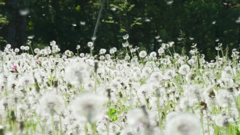 Fluffy Seeds Flying Over the Clearing HD Pro Stock Footage 140024668