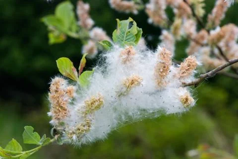 Fluffy seeds of Willow Stock Photos