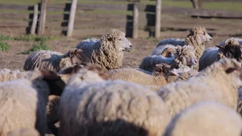 Fluffy sheep and lambs flock walks happily at farmyard on sunny day slow motion Video stock 319005143