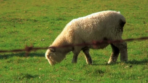 Fluffy Sheep Grazes in the Grass Stock Footage 92632587