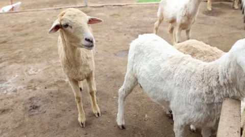 Fluffy sheep, light beige and white, graze in a pen, their soft coats catchi Stock Footage 310477416