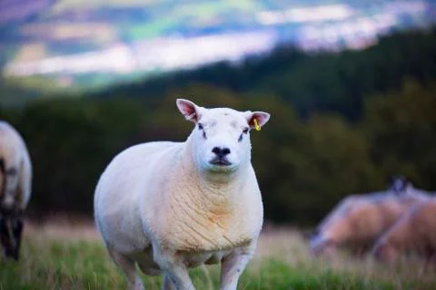 Fluffy sheep  Stock Photos