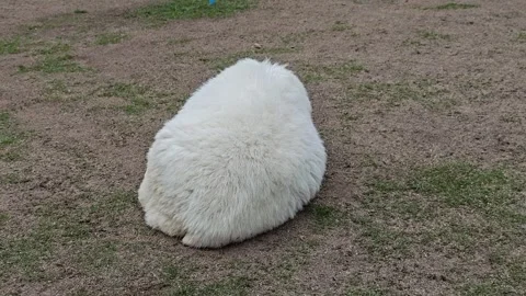 Fluffy sheep sleep on the floor. Stock Footage 304649285
