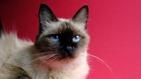 Fluffy Siamese cat with blue eyes on a red background. slow motion video Stock Footage 161725640