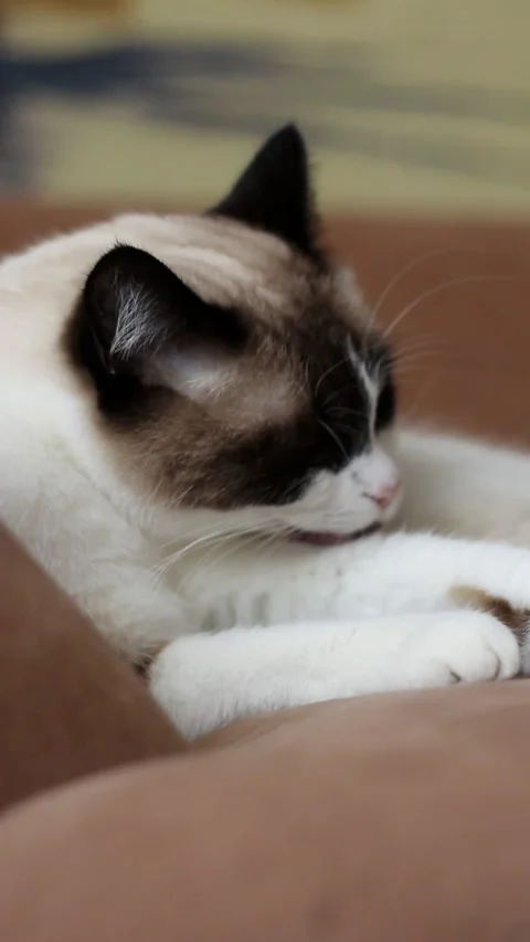 Fluffy siamese cat meticulously cleans its fur while sitting on couch, domestic Stock Footage 317696150
