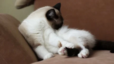 Fluffy siamese cat meticulously cleans its fur while sitting on couch, domestic Stock Footage 319162573