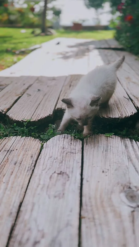 Fluffy, Siamese kitten, exploring, outside, garden, cute, domestic animals, Stock Footage 290800757