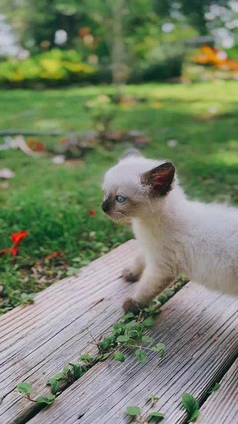 Fluffy, Siamese kitten, exploring, outside, garden, cute, domestic animals, Video stock 290800893