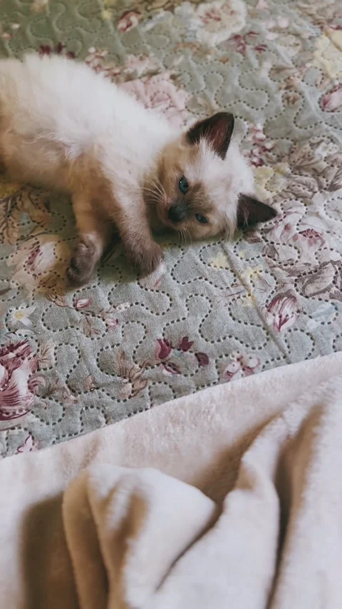Fluffy, Siamese kitten, laying down, bed, pet, domestic cat, cute, Stock Footage 290801494