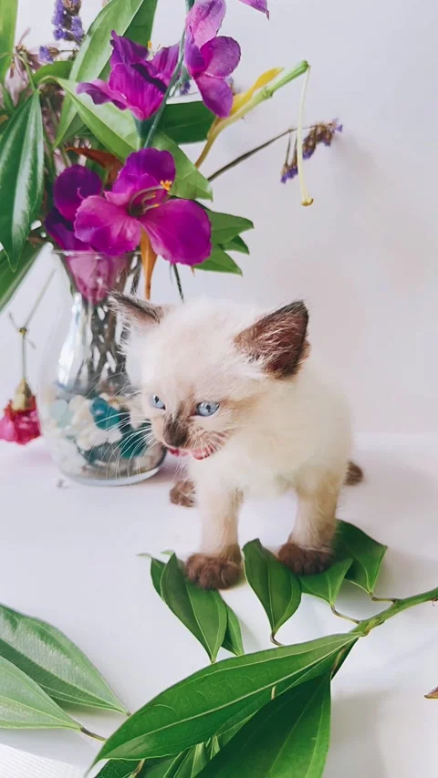 Fluffy, siamese kitten, studio setting, flowers, background, cute, kitten, Stock Footage 290798331