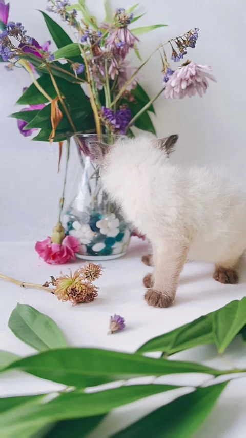 Fluffy, siamese kitten, studio setting, flowers, background, charming Video stock 290799232