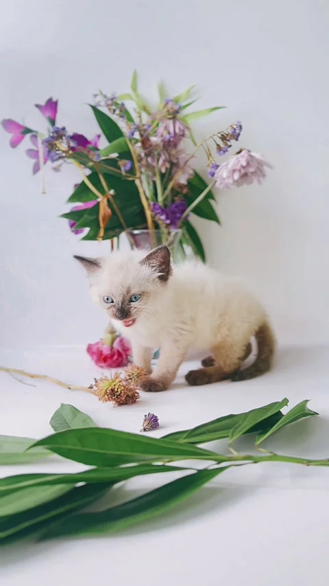 Fluffy, Siamese kitten, studio setting, flowers, background, Stock Footage 290799798