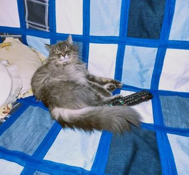 Fluffy siberian cat lying on the sofa Stock Photos