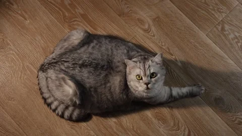A fluffy silver tabby cat with bright green eyes lies on a wooden floor Stock Footage 339196819