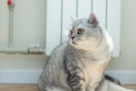 Fluffy silver tabby cat with bright yellow eyes sitting indoors near a radiat Stock Photos