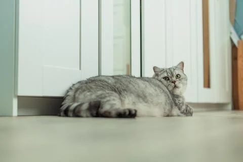 A fluffy silver tabby cat with green eyes rests on a light-colored floor in.. Stock Photos
