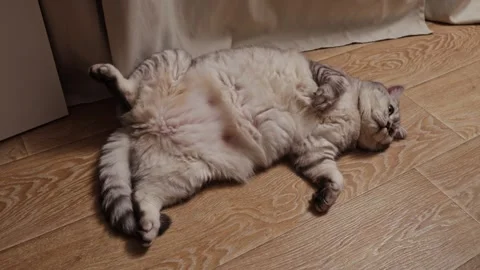 Fluffy silver tabby cat relaxing on its back on a wooden floor, looking up Stock Footage 339199386