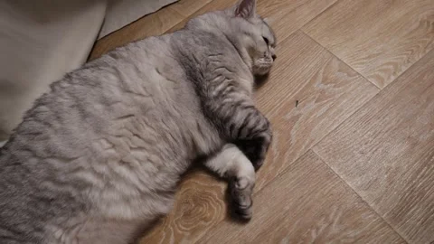 A fluffy silver tabby cat is resting comfortably on a wooden floor, looking Stock Footage 339199070