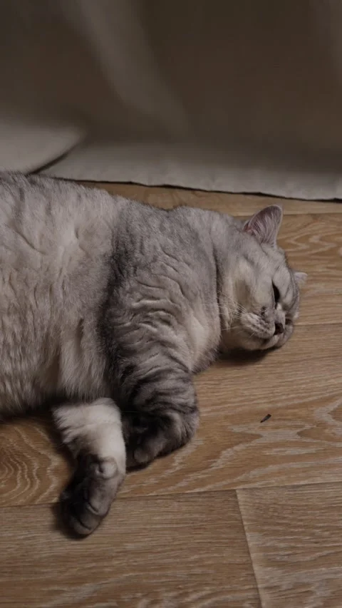 A fluffy silver tabby cat is sleeping peacefully on a wooden floor indoors Stock Footage 339199033