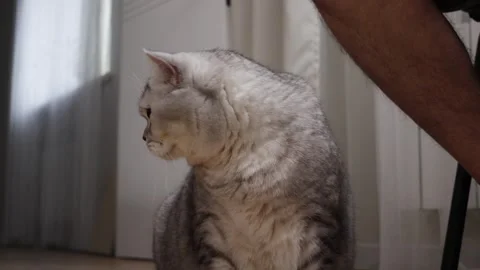 A fluffy silver tabby cat with striking green eyes sits indoors looking to the Stock Footage 339191472